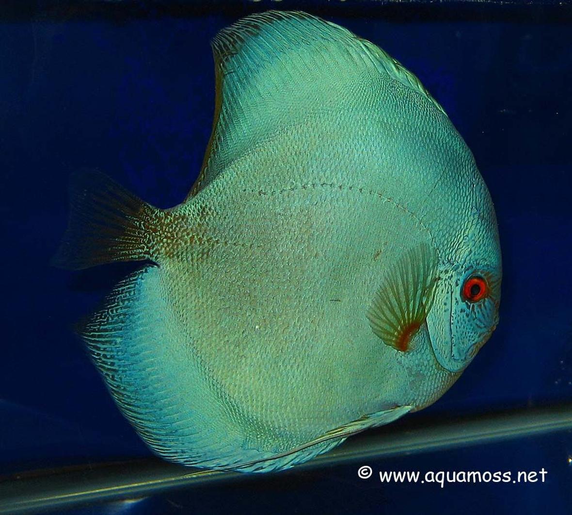 freshwater fish - symphysodon sp. - blue diamond discus stocking in 48 gallons tank - My Favourite discus