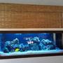 140 gallons reef tank (mostly live coral and fish) - 125 Gallon Saltwater Tank by Sunset Aquatics