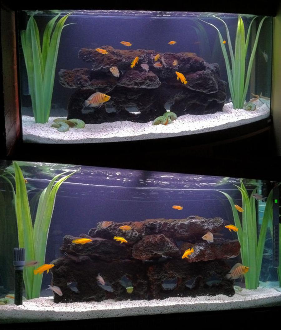 Rated #19: 70 Gallons Freshwater Fish Tank - Double-sided 70G Tanganyika Show Tank with bow-front.