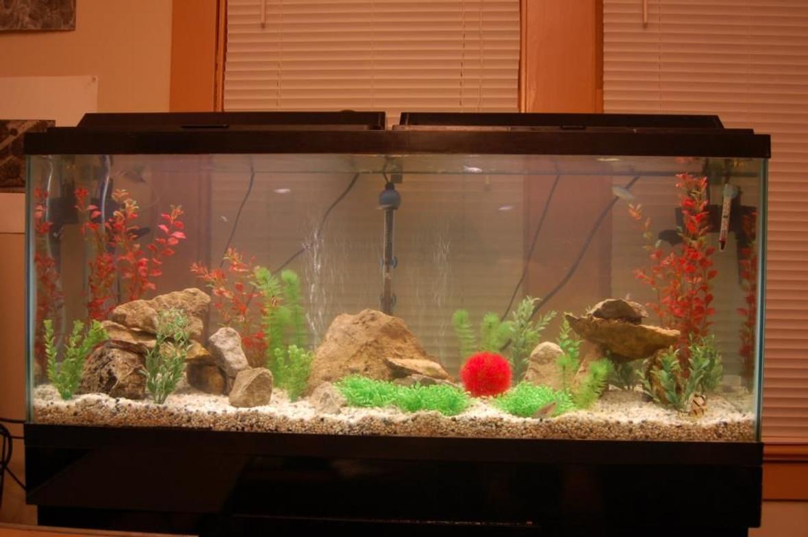 55 gallons freshwater fish tank (mostly fish and non-living decorations) - 55 gallon, with rocks and fake plants (for now)