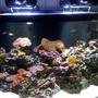 140 gallons reef tank (mostly live coral and fish) - Reef Aquarium by Sunset Aquatics (Tempe, AZ, USA)
