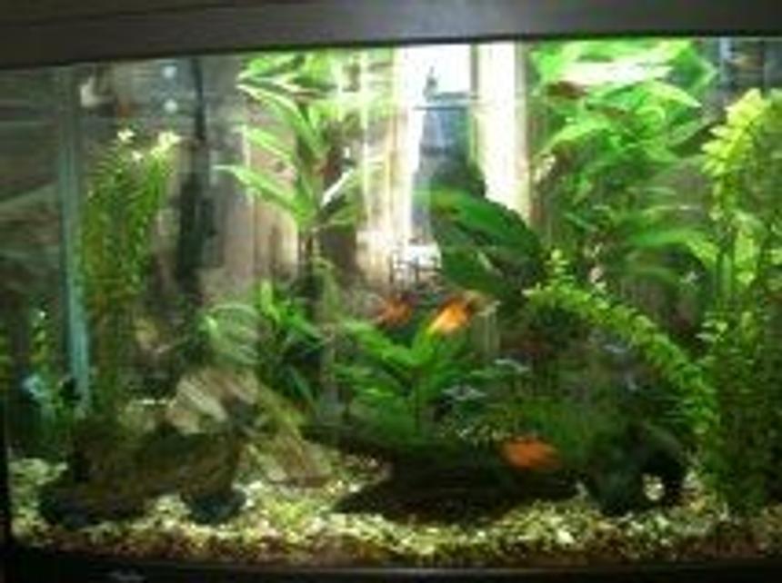 Rated #101: 39 Gallons Planted Tank - My Aqua One 900 planted tank.