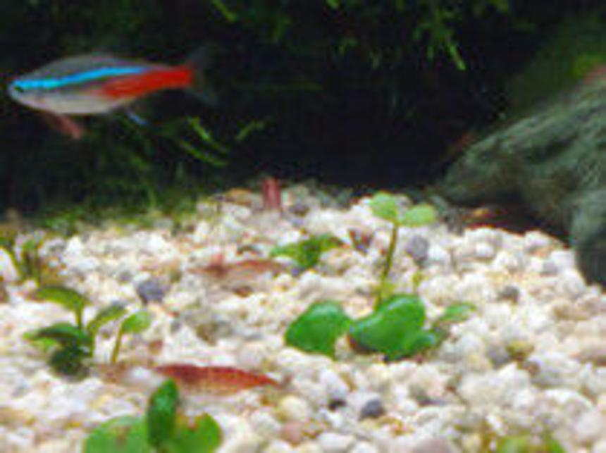 Rated #107: Freshwater Fish - Paracheirodon Innesi - Neon Tetra Jumbo Stocking In 40 Gallons Tank - My new aquarium
