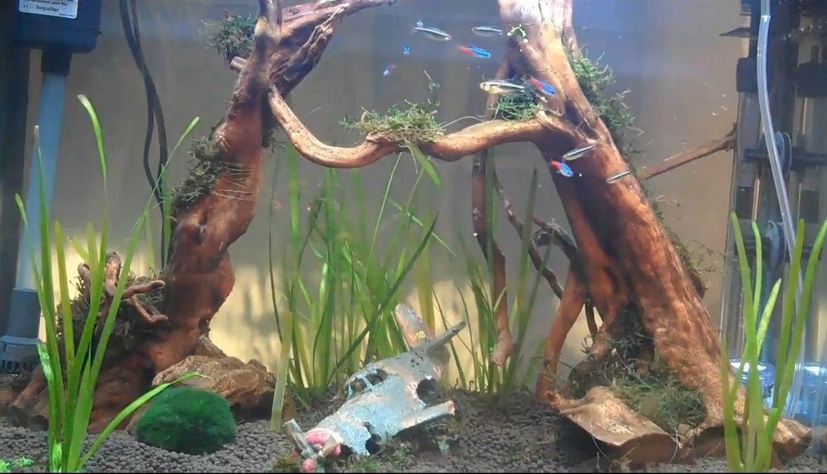 20 gallons planted tank (mostly live plants and fish) - My new tank! Just starting really!