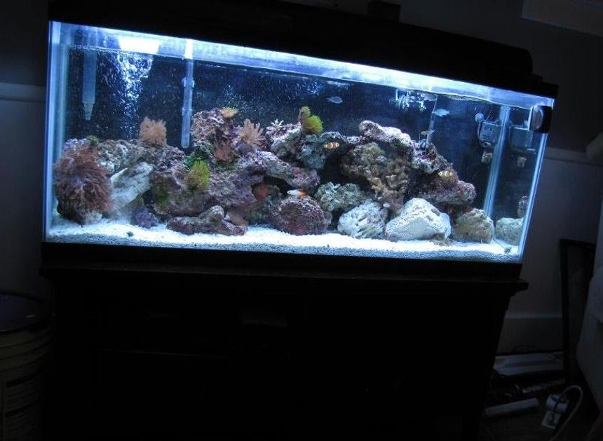Rated #27: 55 Gallons Reef Tank - 55 gallon
t5 lighting
powerhead
filter
protein skimmer
heater

2 clownfish
tomato clownfish
scribbled rabbitfish
3 green chromis
3-stripe damsel
coral banded shrimp
hemit crew
flat anemone
assorted corals