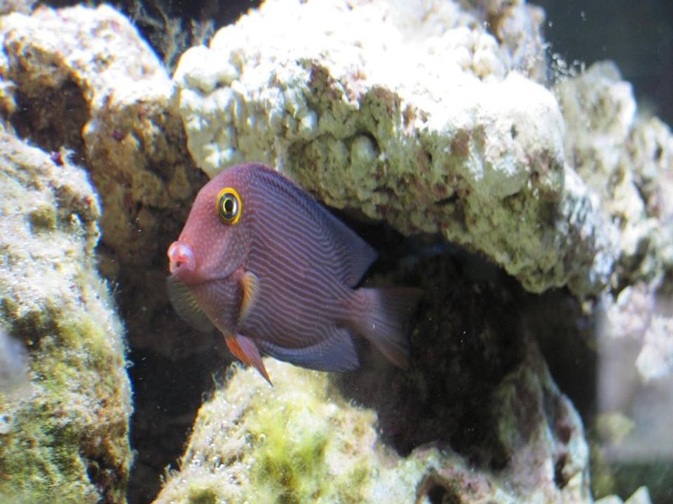 saltwater fish - ctenochaetus strigosus - kole yellow eye tang stocking in 125 gallons tank - Kole Tang