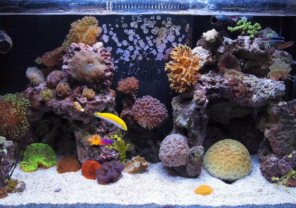 57 gallons reef tank (mostly live coral and fish) - FTS 7 small nano fish, pistol shrimp, cleaner shrimp, 3 maxi-mini anemones, couple clams, many corals