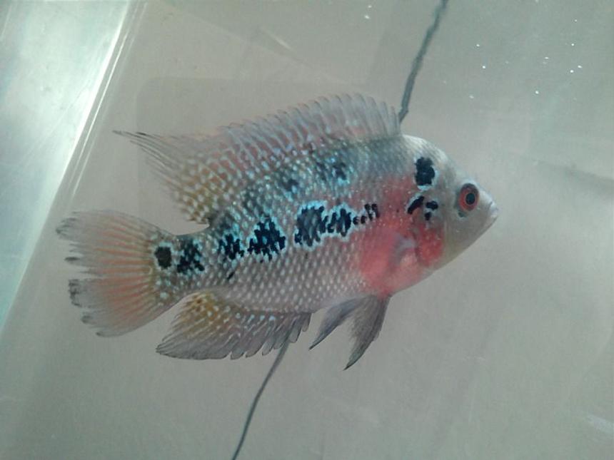 Rated #29: Freshwater Fish - Cichlasoma Sp. - Flower Horn Cichlid Stocking In 125 Gallons Tank - my flowerhorn anybody know what kind it is?