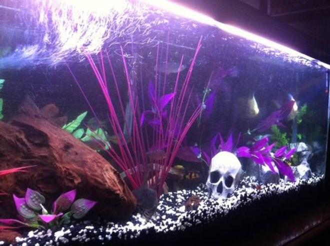 55 gallons freshwater fish tank (mostly fish and non-living decorations) - angled