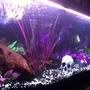 55 gallons freshwater fish tank (mostly fish and non-living decorations) - angled