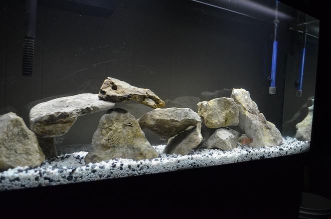 60 gallons freshwater fish tank (mostly fish and non-living decorations) - 60 gal. tank