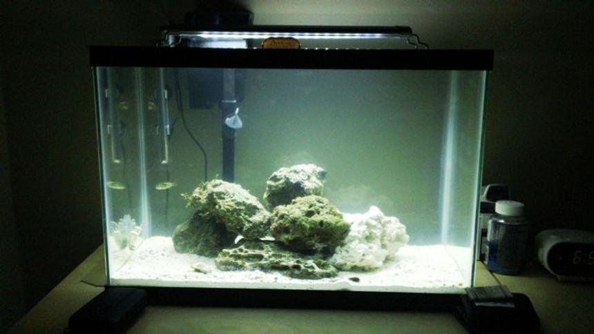 Rated #3860: 57 Gallons Freshwater Fish Tank - Turned my freshwater tank into a saltwater for my Green Spotted Puffer.