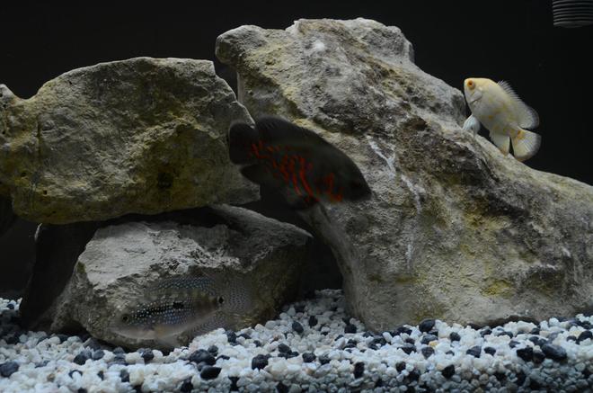 60 gallons freshwater fish tank (mostly fish and non-living decorations) - All 3 fish