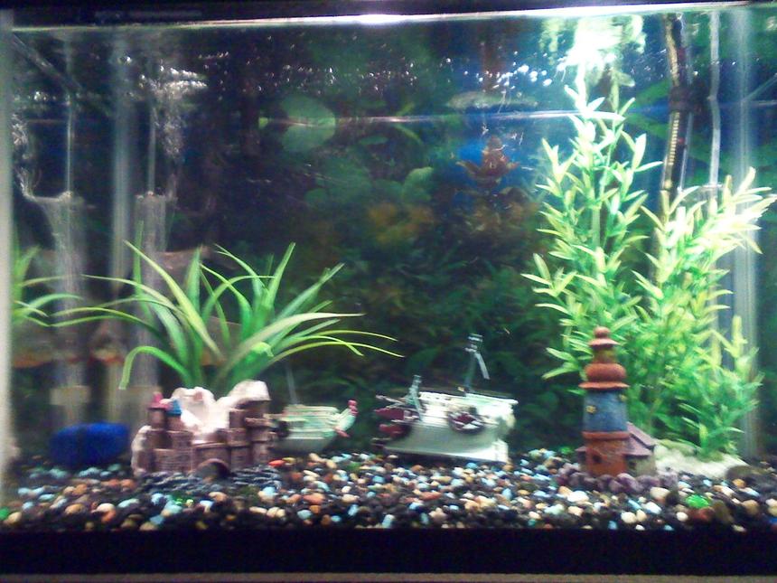 Rated #238: 40 Gallons Freshwater Fish Tank - New tank