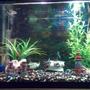 40 gallons freshwater fish tank (mostly fish and non-living decorations) - New tank