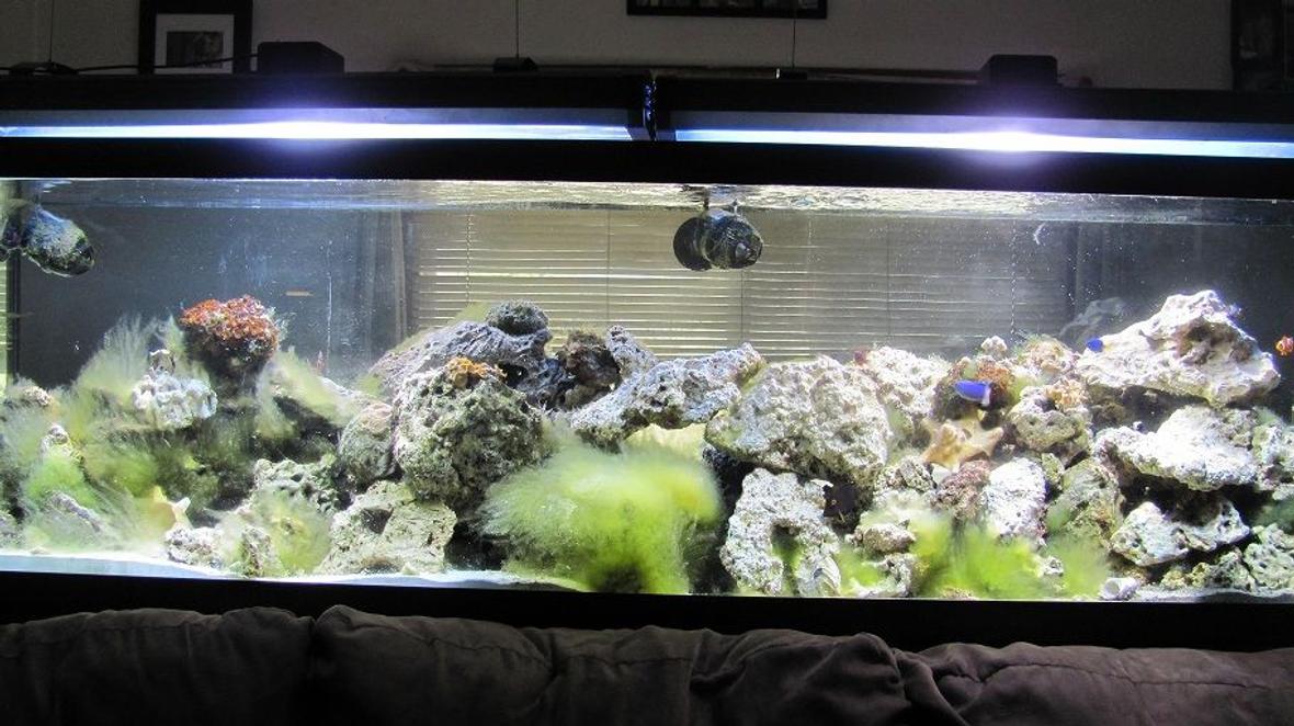 125 gallons saltwater fish tank (mostly fish, little/no live coral) - 125 gal reef
