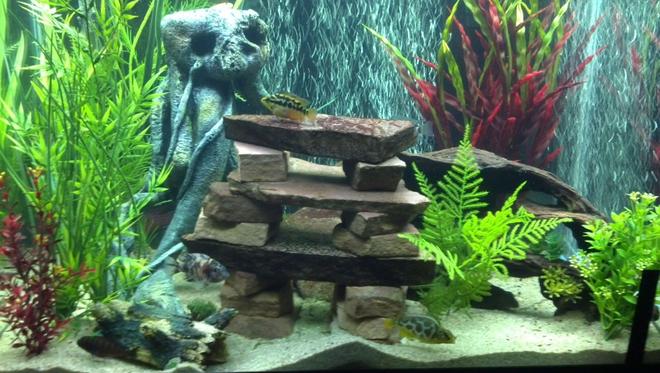 55 gallons freshwater fish tank (mostly fish and non-living decorations) - My 56 Gal Cichlid tank