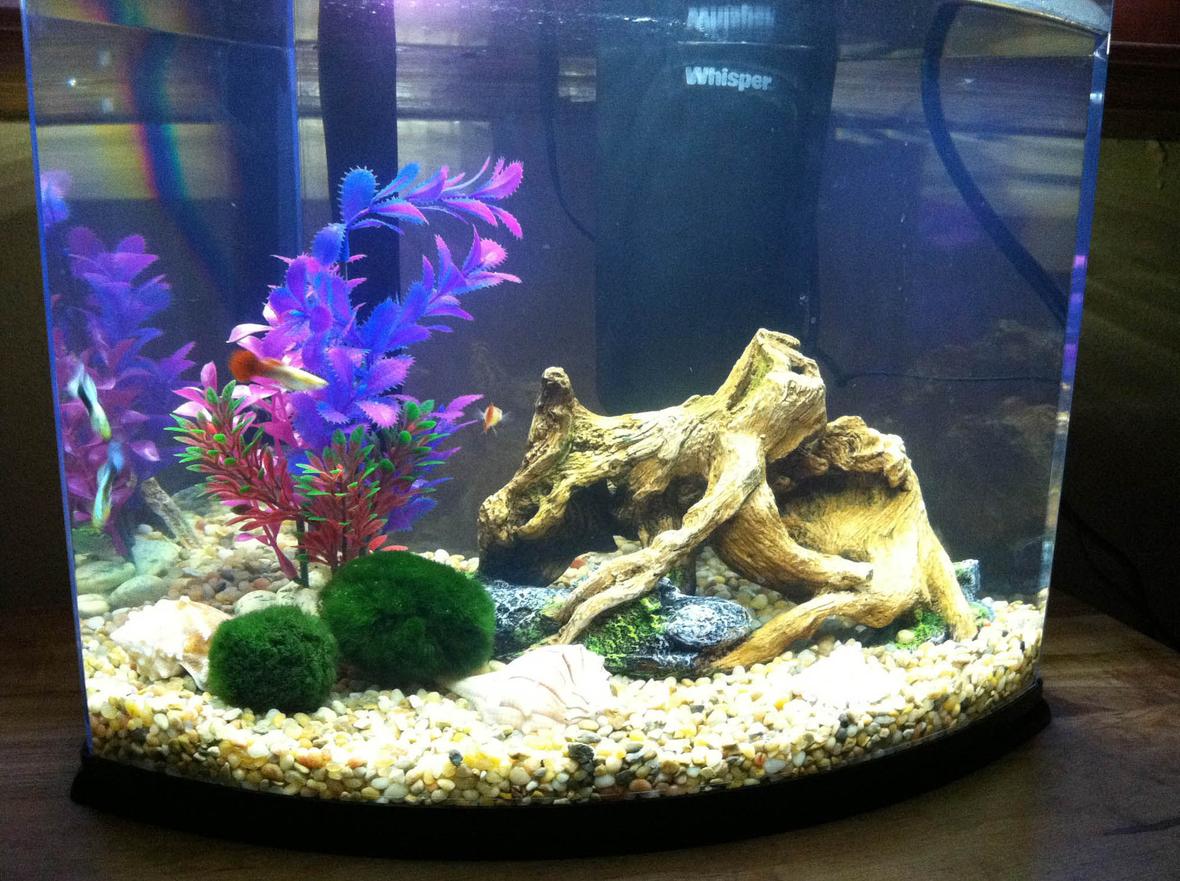 5 gallons freshwater fish tank (mostly fish and non-living decorations) - My 1st tank. 5 Gallon Marineland Crescent.