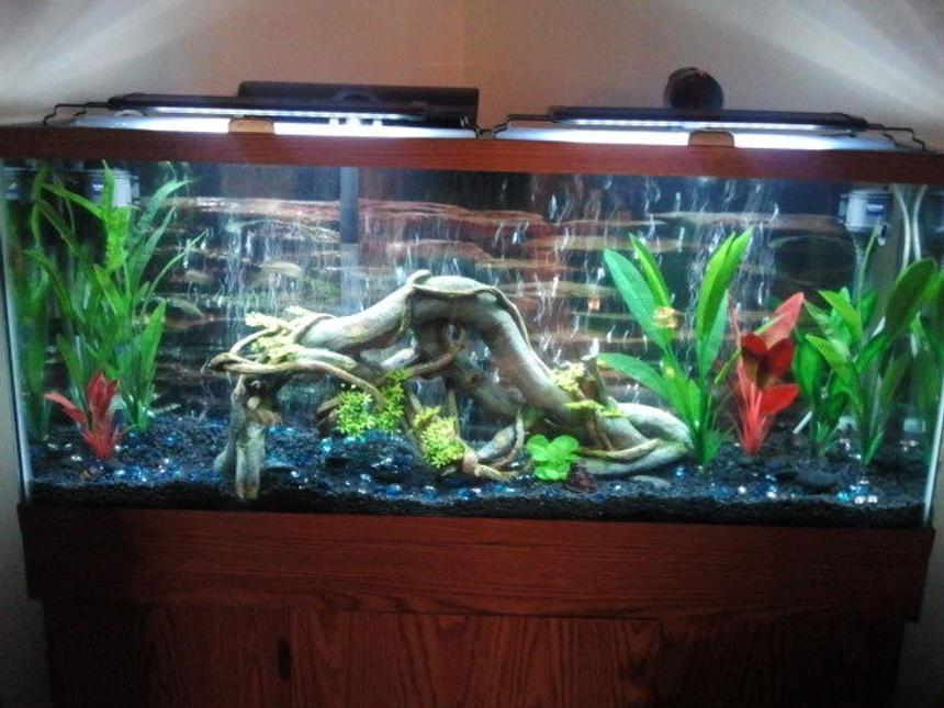 Rated #29: 55 Gallons Freshwater Fish Tank - My 55 gallon tank. I have 2 blue German rams, 6 diamond tetras and 2 bristlenose pleckos. I wanted to find some nice colorful fish thst get to be good size, other than ciclids or Oscars, that would work in this tank. Any and all input is greatly appreciated.