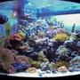 54 gallons reef tank (mostly live coral and fish) - No room!!!