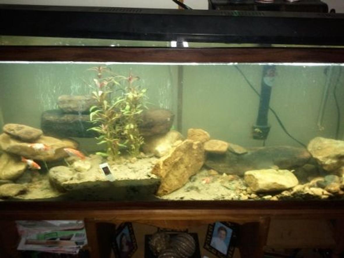 55 gallons freshwater fish tank (mostly fish and non-living decorations) - my first tank, 55 gallon I just started a few months ago, Ive been getting items as I can afford them. All rocks and sand are from the mountain stream, I didnt boil or bleach anything. so far so good.