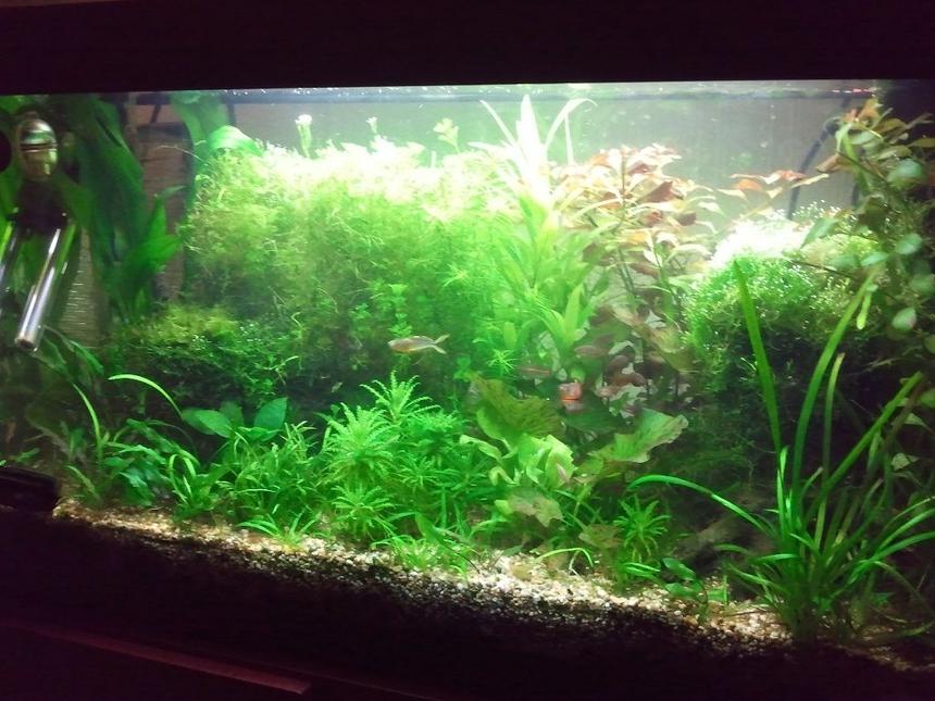 Rated #21: 29 Gallons Planted Tank - 29G