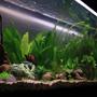 fish tank picture - Left side view back into planted area