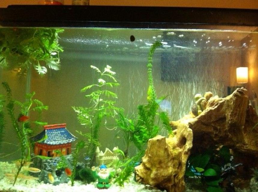 Rated #117: 40 Gallons Planted Tank - 40 gallon with live plants. Both the plants and fish seem to be thriving, growing and reproducing.