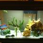 fish tank picture - Initial set up. 10 rosies, 3 platties, a pleco and a cory cat.
