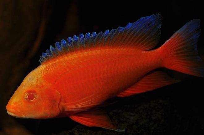 freshwater fish - aulonocara jacobfreibergi eureka - eureka red stocking in 180 gallons tank - my albino eureka