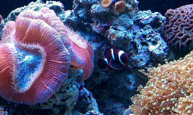 saltwater fish - premnas biaculeatus - maroon clownfish stocking in 65 gallons tank - NEMO
MY MAROON CLOWN AS A BABY
OPEN RED BRAIN