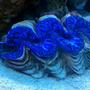 corals inverts - tridacna maxima - maxima clam stocking in 65 gallons tank - 6" BLUE MAXIMA CLAM