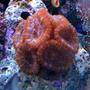 corals inverts - acanthastrea lordhowensis - acan stocking in 65 gallons tank - MULTI-HEAD RED ACAN