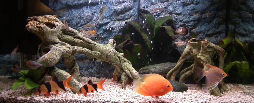 Rated #16: 30 Gallons Freshwater Fish Tank - My tank with the new background