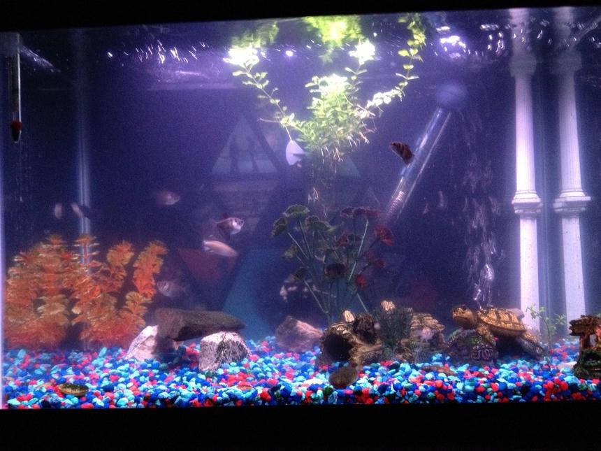 Rated #3409: 20 Gallons Freshwater Fish Tank - my tank 3/9/12