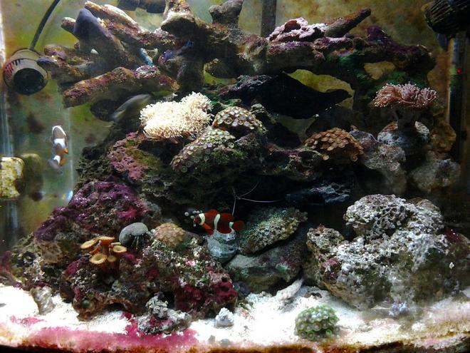 30 gallons reef tank (mostly live coral and fish) - Full View