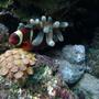 saltwater fish - premnas biaculeatus - yellowstripe maroon clownfish stocking in 30 gallons tank - My YellowStripe Maroon in his Green Bubble Anenome.