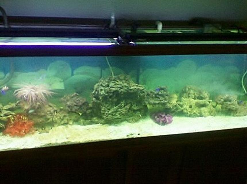 Rated #27: 125 Gallons Saltwater Fish Tank - 125 gallon tank with live rock 
damsels, clown fish, anomne, crabs and choclate star