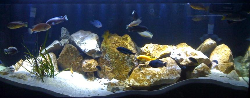 Rated #13: 75 Gallons Freshwater Fish Tank - 75 Gallon Mbuna Reef