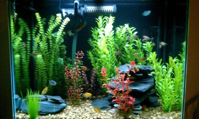 56 gallons freshwater fish tank (mostly fish and non-living decorations) - 56 gallon, coarse gravel, assorted artifical plants, 40lbs of black slate, 1 month fully stocked...