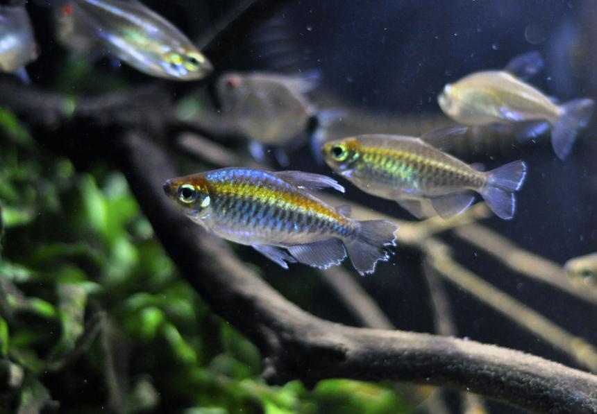 Rated #11: Freshwater Fish - Phenacogrammus Interruptus - Congo Tetra Stocking In 29 Gallons Tank - my one male congo
