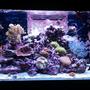 66 gallons reef tank (mostly live coral and fish) - My Paradise 2