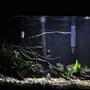 fish tank picture - Before I added the large piece of wood on the right.