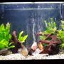 35 gallons planted tank (mostly live plants and fish) - Discus ,Neon Tetras