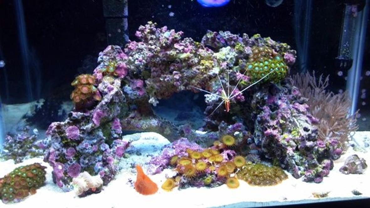 20 gallons reef tank (mostly live coral and fish) - 20 Gallon Nano Reef