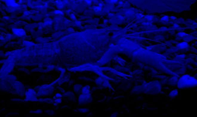 corals inverts - procambarus clarkii - hammers cobalt blue lobster stocking in 56 gallons tank - blue cray again