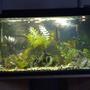 fish tank picture - my other 55 gallon tank