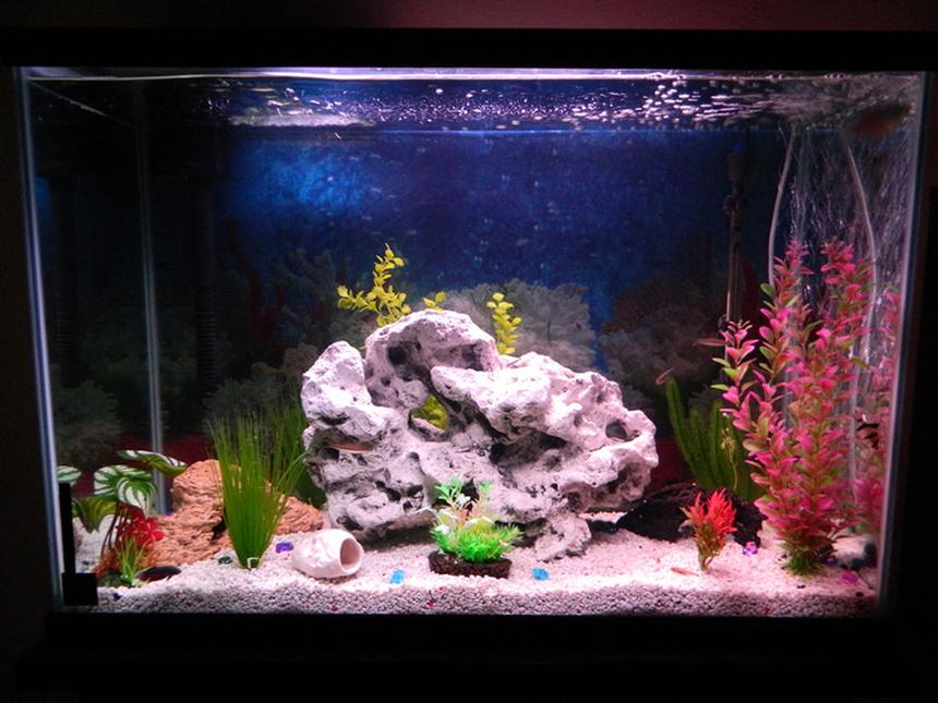 Rated #87: 50 Gallons Freshwater Fish Tank - New tank arrangement.