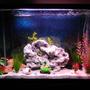 50 gallons freshwater fish tank (mostly fish and non-living decorations) - New tank arrangement.