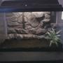10 gallons reef tank (mostly live coral and fish) - 10 gallon with DiY 3D background.